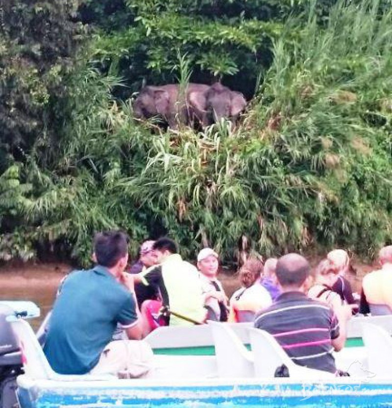 Kinabatangan Adventure